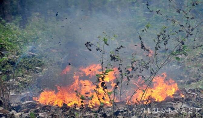 1 Hektar Hutan Hangus Terbakar