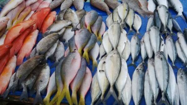 113 Spesies Ikan Terancam Punah