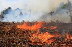 12 Hektar Lahan di Parit 8 Hangus Terbakar