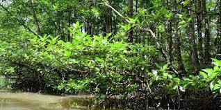 120 Hektar Hutan Mangrove Kewenangan Provinsi