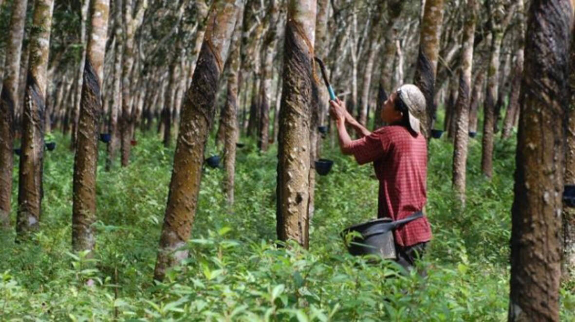 125.000 Hektare Karet Jambi Perlu Peremajaan