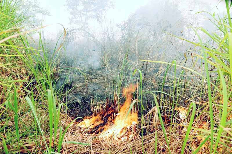 168 Hektar Lahan di Jambi Terbakar