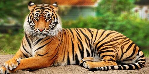 18 Harimau Mati Akibat Dijerat
