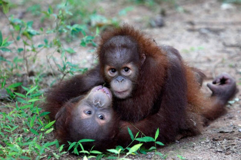 2 Orangutan yang Diselundupkan ke Thailand Dibawa Pulang ke Jambi