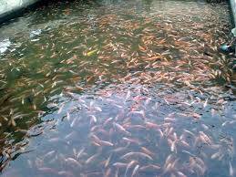 200 Ribu Bibit Ikan untuk Petani