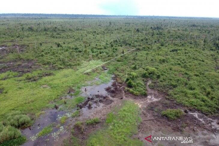 200 Ribu Pohon Khas Gambut Ditanam Di Tahura Orang Kayo Hitam