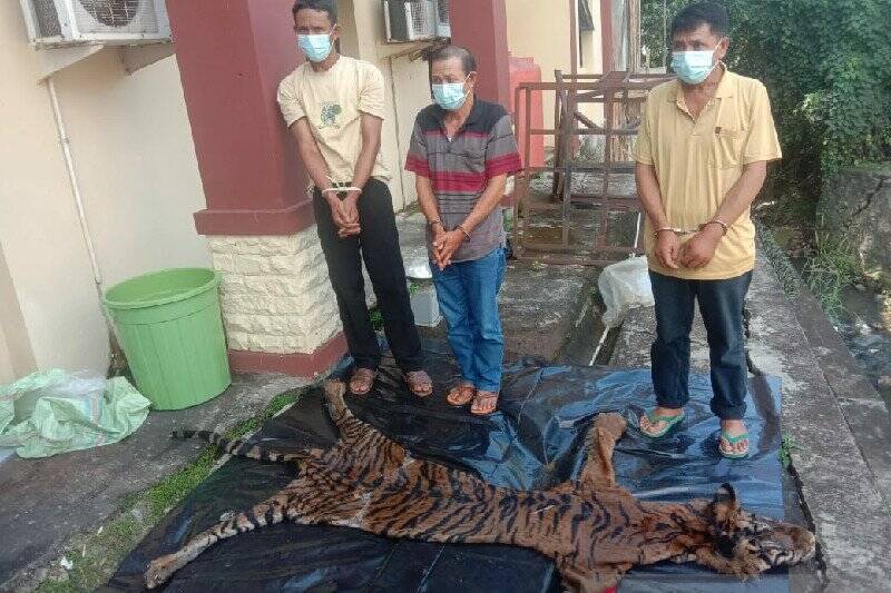 3 Penjual Harimau Sumatera Ditangkap Polisi