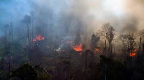 411 Hektar Lahan Terbakar Di Jambi