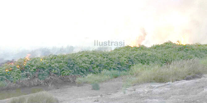 4,5 Hektar Lahan Gambut Terbakar Milik Pengusaha Tungkal
