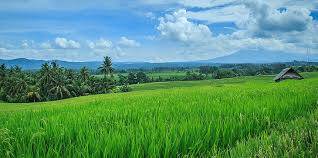 500 Hektare Eks Tambang Emas Dijadikan Sawah