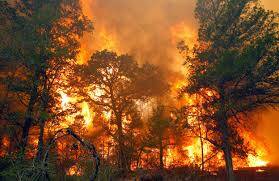 566 Hektar Hutan-Lahan Jambi Terbakar