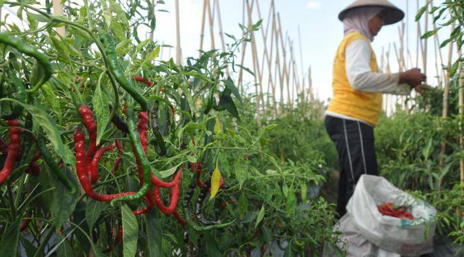 60 Hektare Tanaman Cabai Terserang Puso