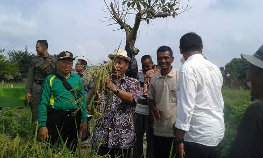 Abdullah Sani Panen Perdana Padi Sawah Ditengah Kota