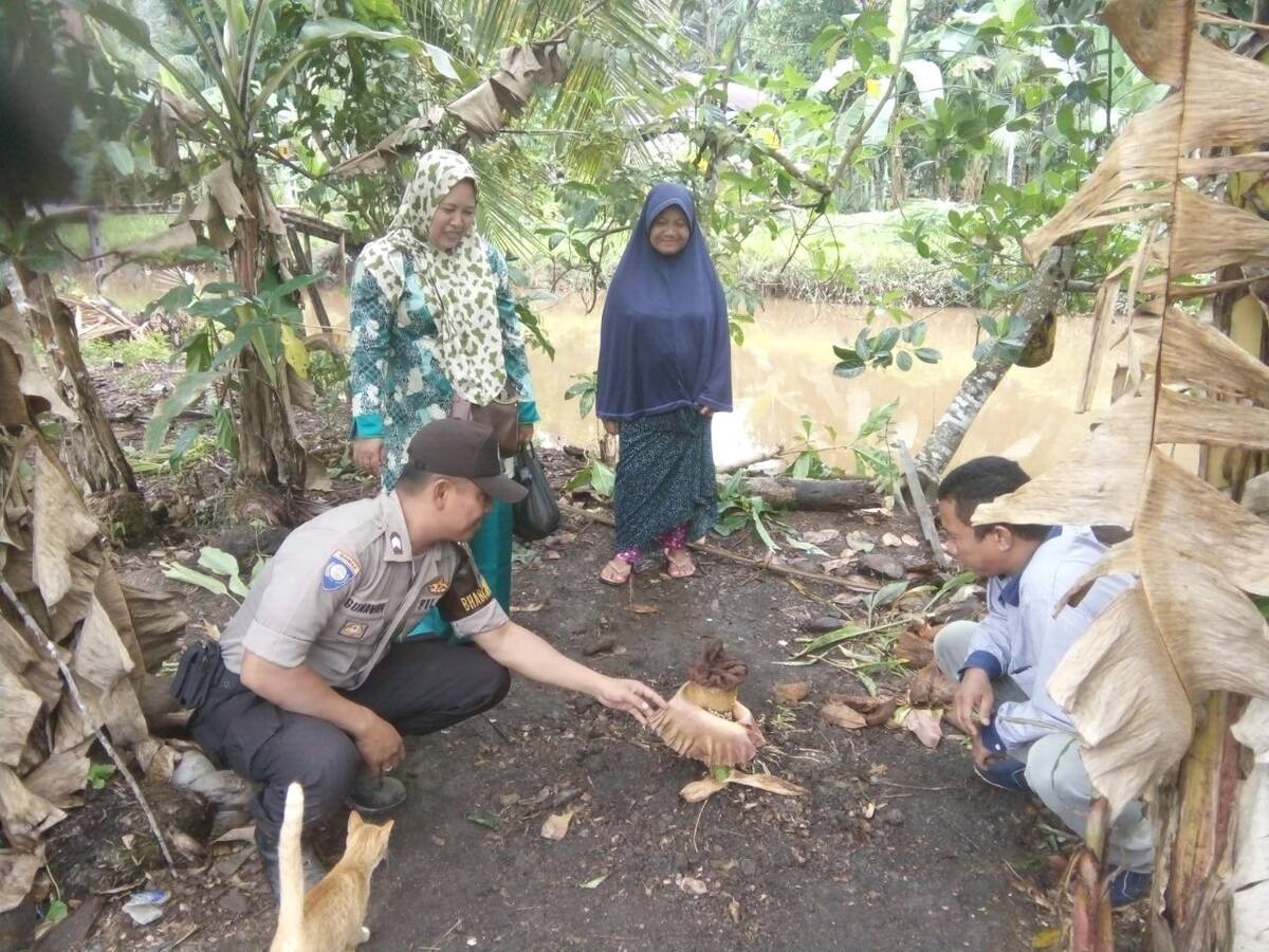 Ada Bunga Bangkai Tumbuh di Tanjabbar