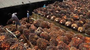 Aksi Sindikat Bikin CPO Meroket