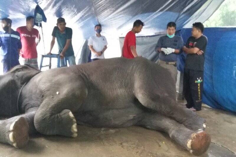 Alfa, Gajah Taman Rimba Jambi Masih Jomblo