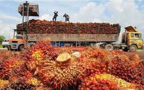 Alhamdulillah, Harga CPO di Jambi Naik Lagi