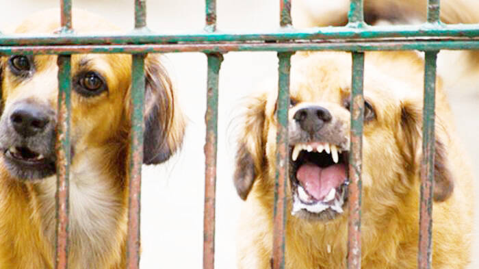 Ancaman Anjing Liar Masih Terjadi di Tanjabbar