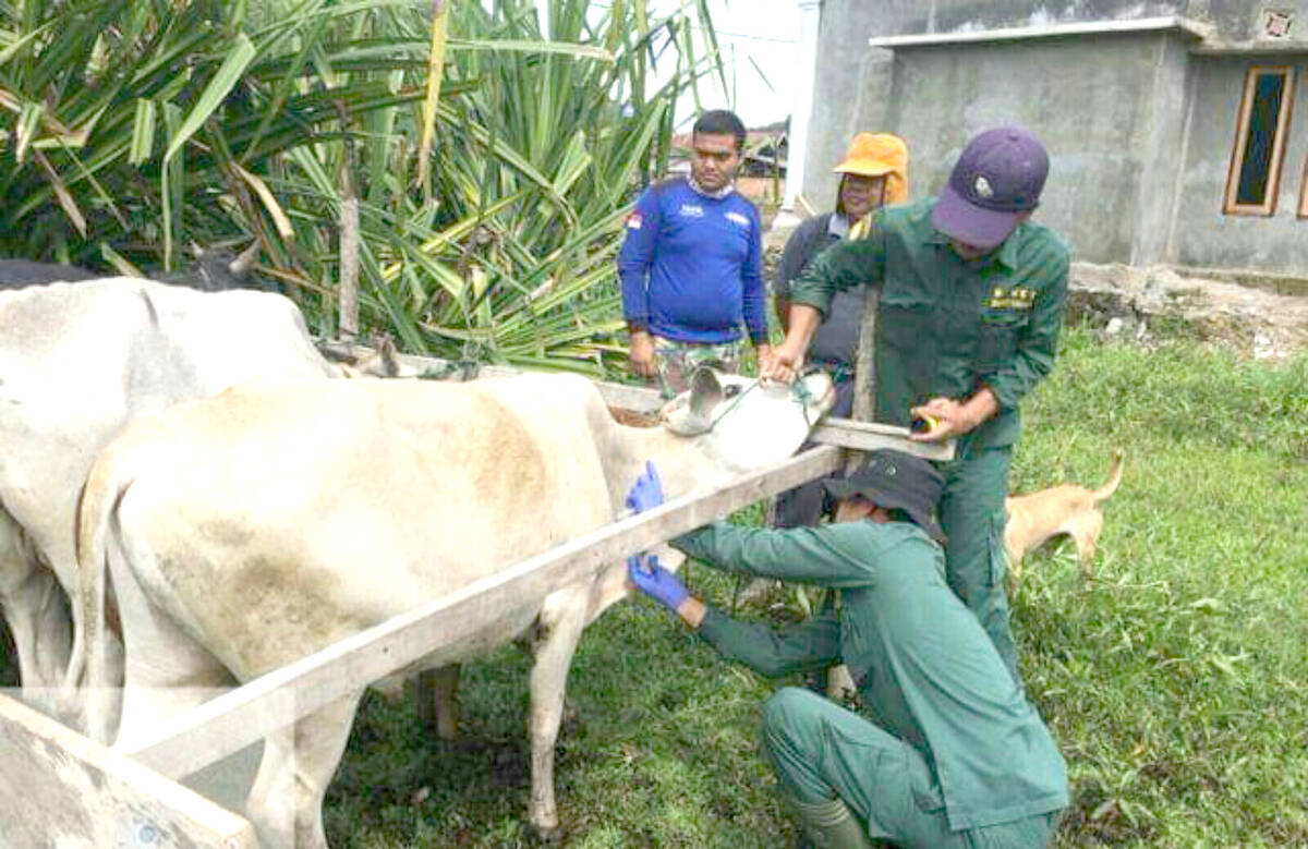 Antisipasi Brucellosis, Dispernakan Turun Gunung