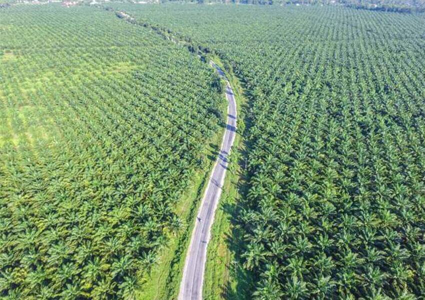 APKASINDO Dukung DBH Sawit Diterapkan di 22 Provinsi