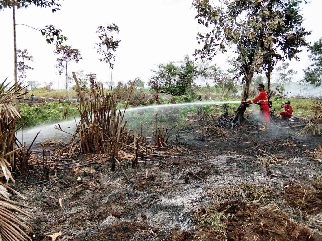 Areal Kebakaran Lahan di Jambi Turun Signifikan