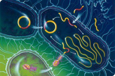 Bahayakah Bakteri E Coli dan Bacillus SP Bagi Manusia ?