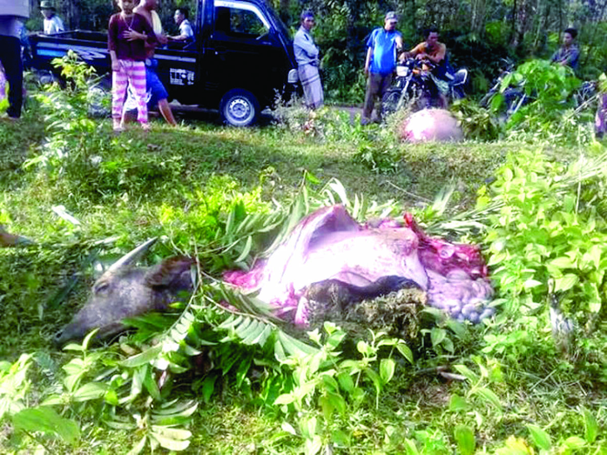 Bangkai Kerbau Tergeletak di Pinggir Jalan
