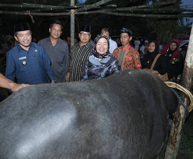“Bantai Adat” Tekan Harga Daging Jelang Ramadhan