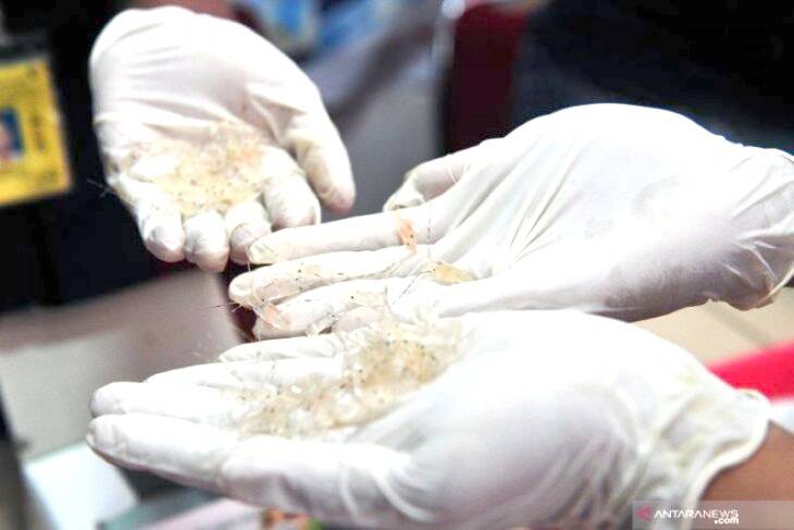 Bareskrim Periksa WNA Tiongkok Kasus Baby Lobster