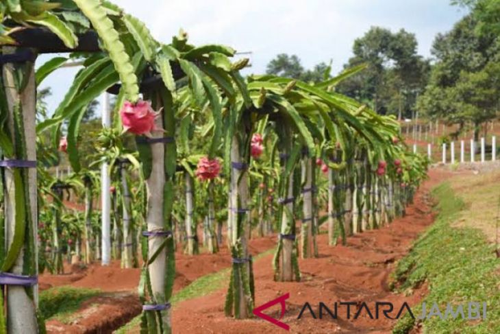 Batanghari Segera Salurkan Ribuan Bibit Buah Kepada Petani