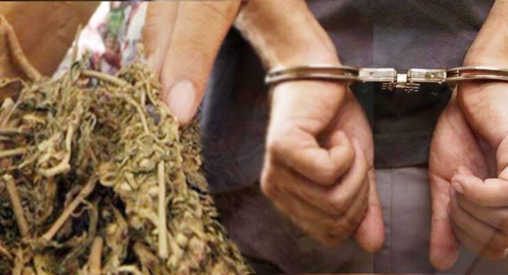 Bawa Daun Ganja Warga Mencolok Diamankan Polisi