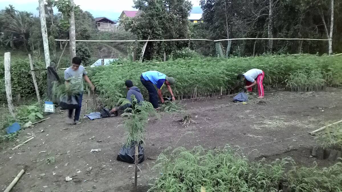 Bibit Sengon, Ramai Diminati Masyarakat