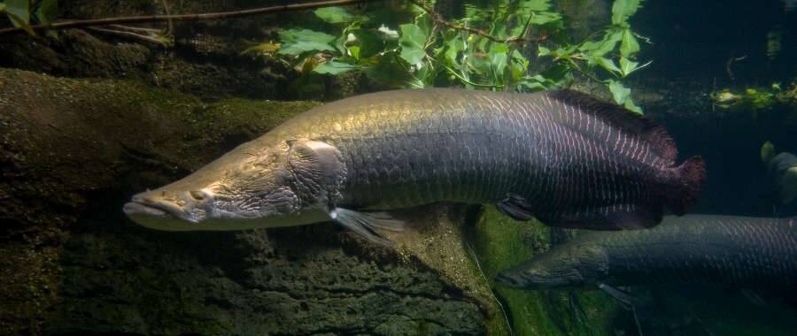 BKIPM Jambi Buka Posko Penyerahan Ikan Predator