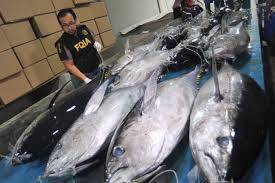 BKIPM Jambi Gelar Bimtek Pemeriksaan Kesehatan Karantina Ikan