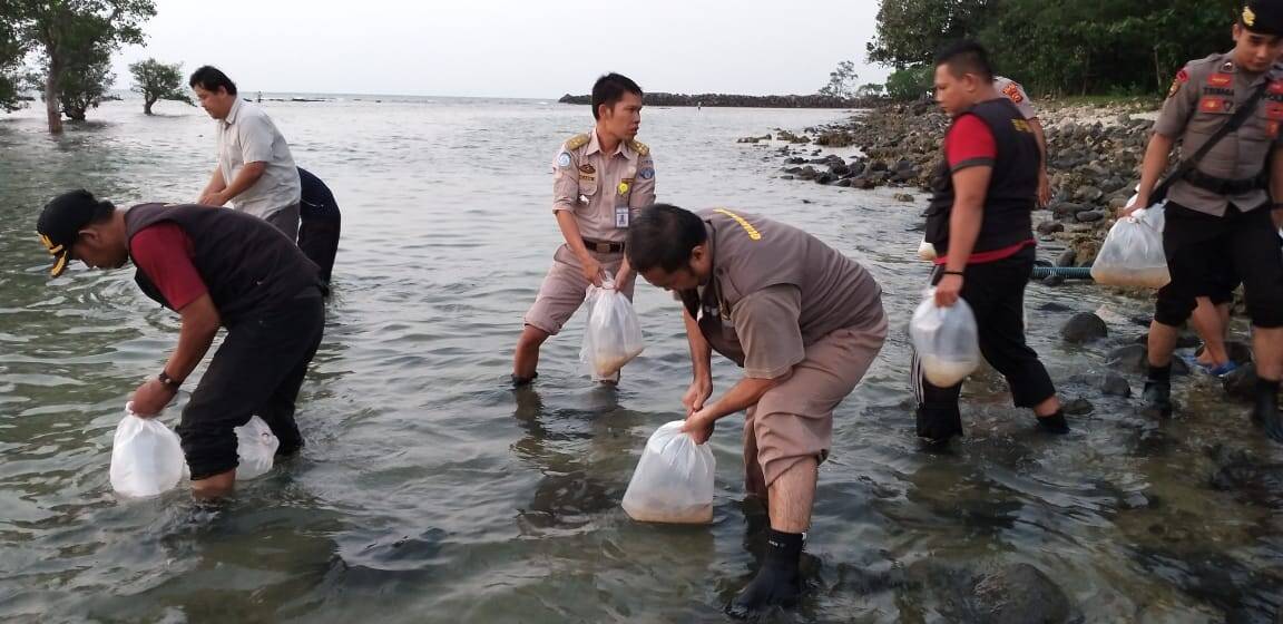 BKIPM Jambi Lepas Liarkan 61.200 Benih Lobster