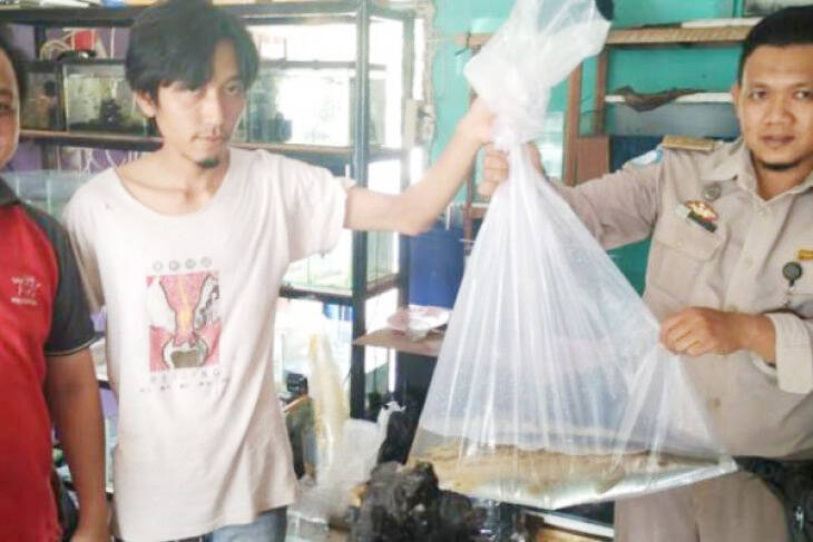 BKIPM Jambi Sosialisasikan Penyerahan Ikan Invasif
