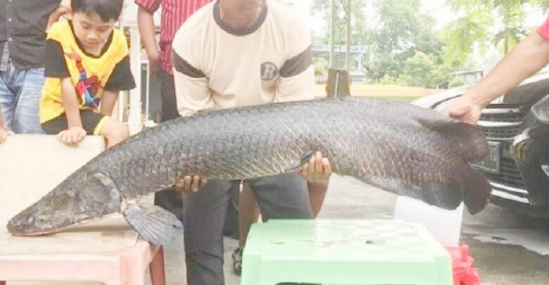 BKIPM Jambi Terima Lima Ekor Ikan Aligator