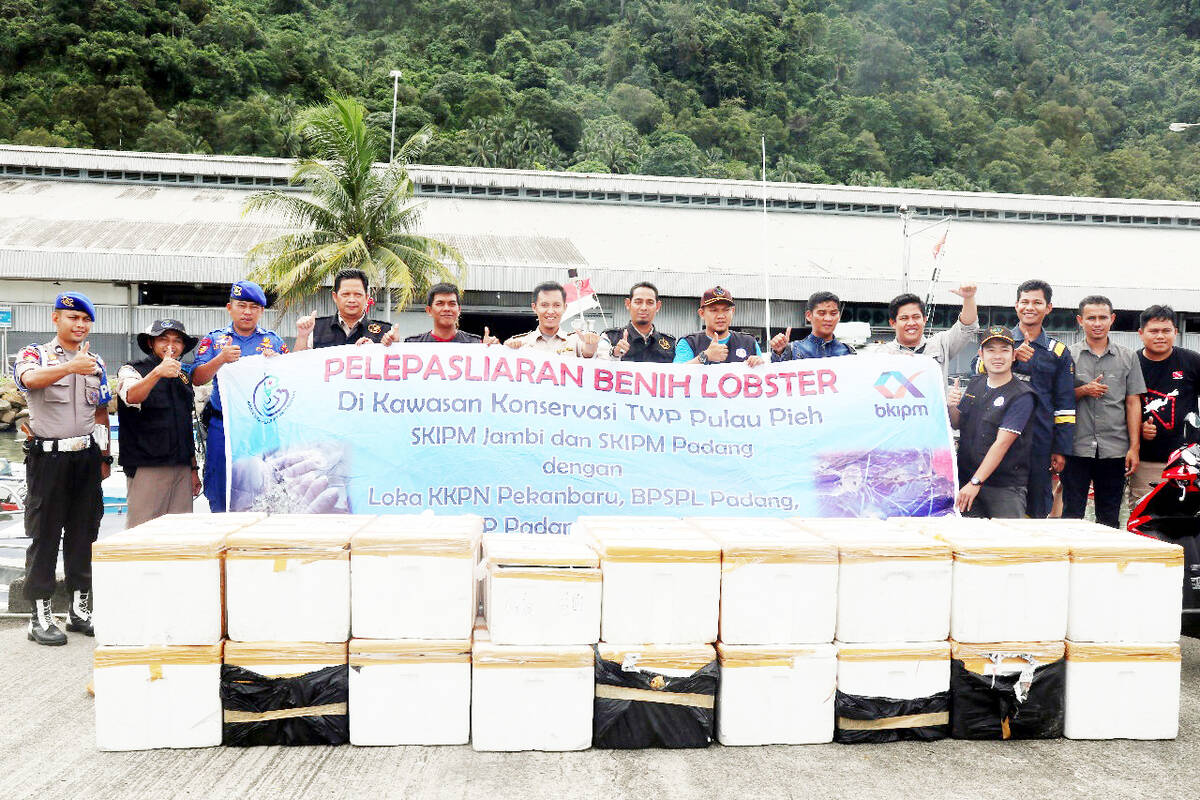 BKIPM Lepasliarkan 92.480 Benih Lobster Di Sumbar