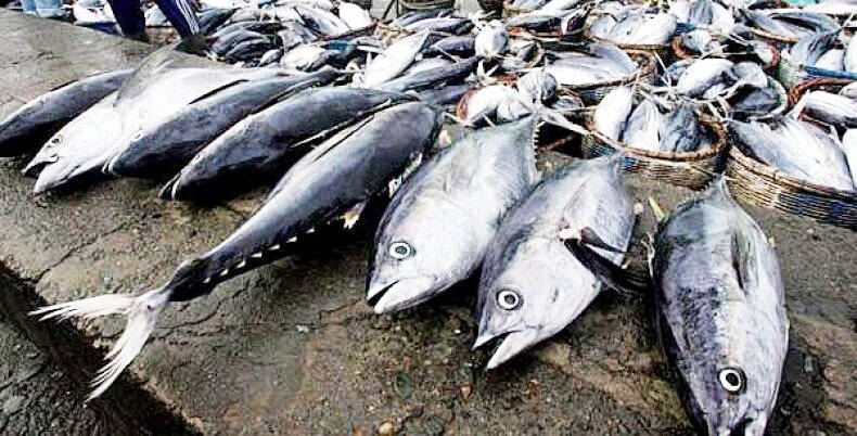 BKIPM Uji Sampel Ikan Segar Di Pasar