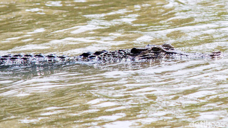 BKSDA Cek Buaya Di Sungai Tengah Kota