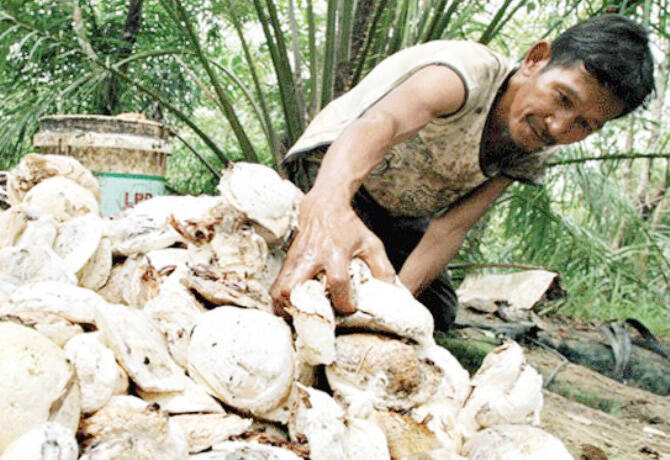 BKSDA Jambi Lepasliarkan Tiga Buaya Muara