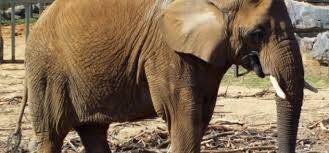 BKSDA Serahkan Kasus Gading Gajah ke Polda