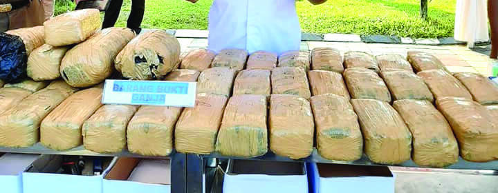 BNN Jambi Musnahkan 74 Kilogram Ganja