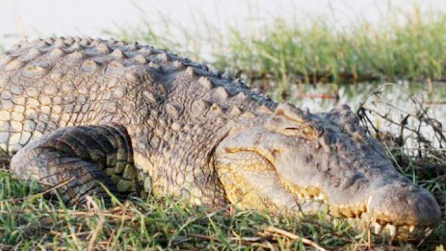 Buaya Kembali Teror Warga Kemuning