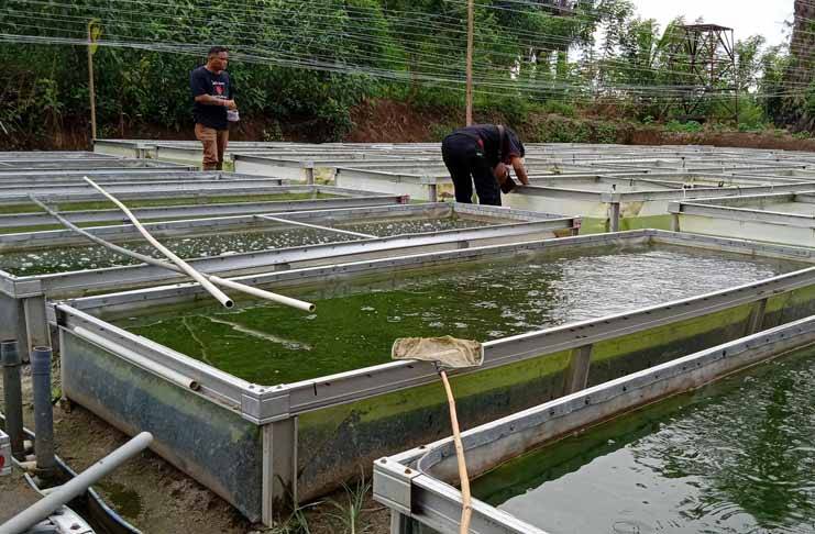 Budidaya Ikan di Tanjab Timur Masih Menjanjikan