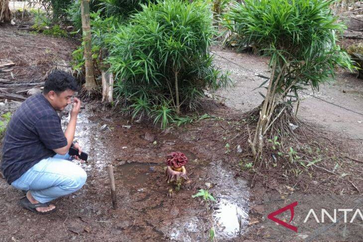 Bunga Aneh Tumbuh Samping Rumah Ketua RT Tanjab Barat