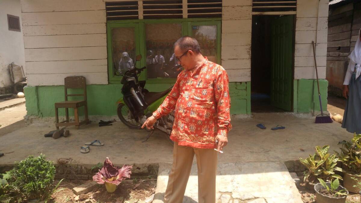 Bunga Bangkai Tumbuh di Perkarangan Rumah Warga