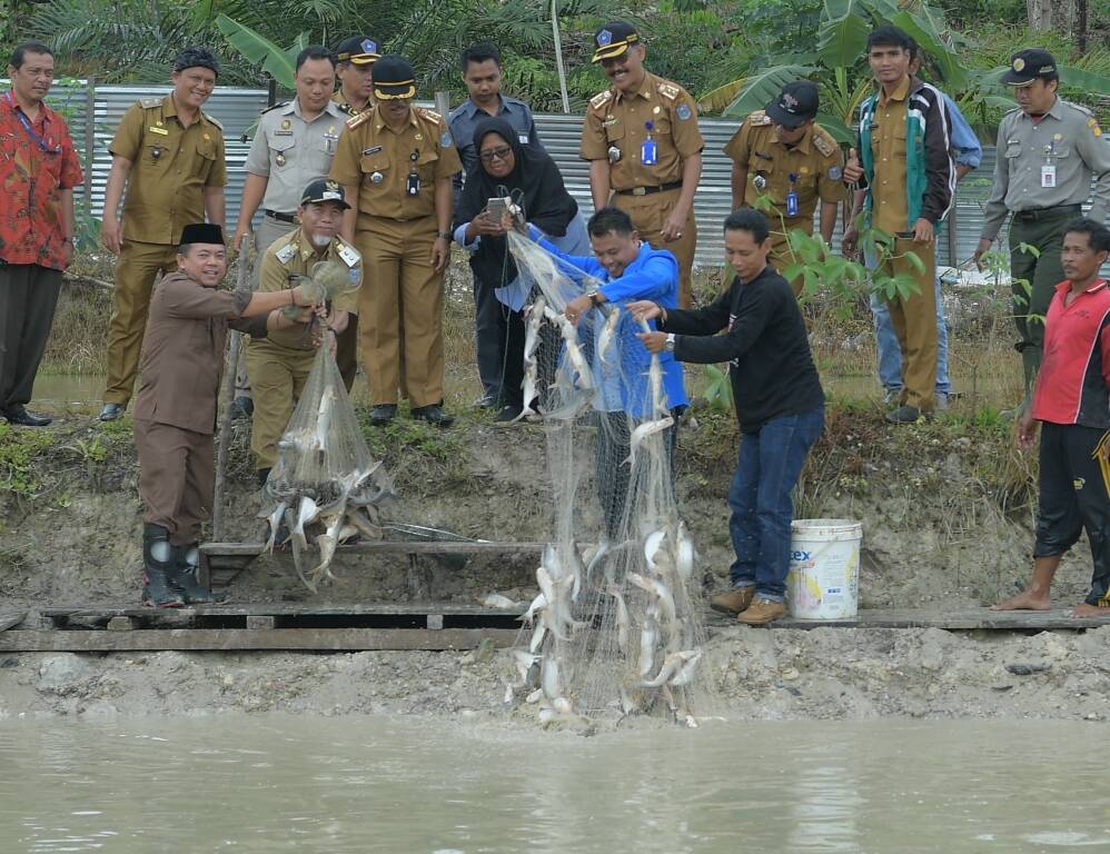 Bupati dan Wabup Merangin Panen Raya Ikan