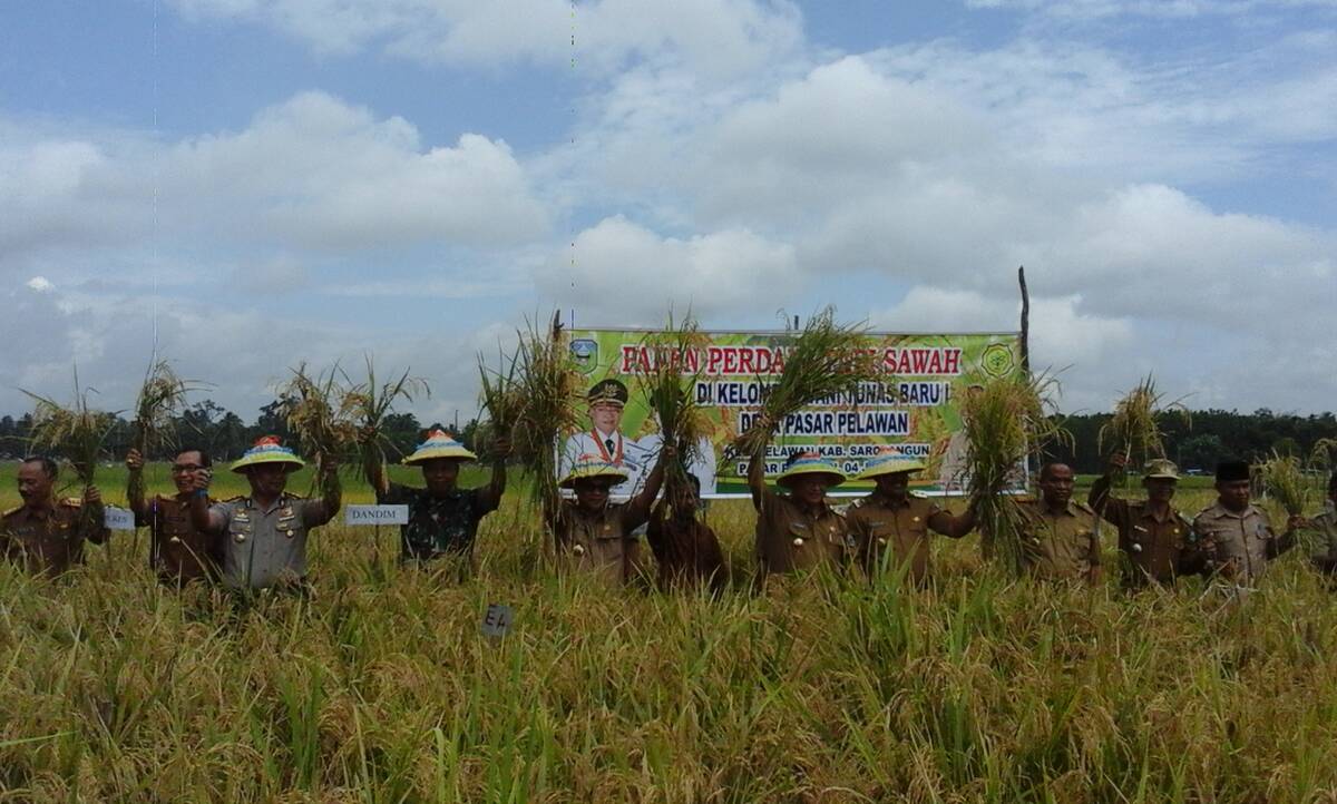 Bupati Dan Wakil Bupati Hadiri Panen Perdana Padi