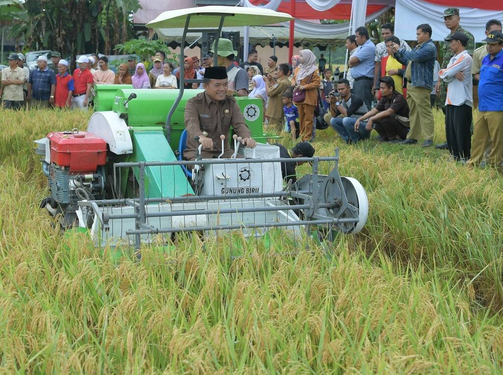 Bupati Merangin Panen Raya Padi di Desa Seling